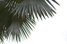 Palm Leaves With White Background.