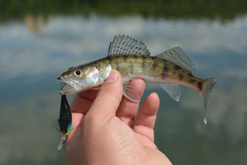 Summer fishing, perch fishing spinning reel on the lake