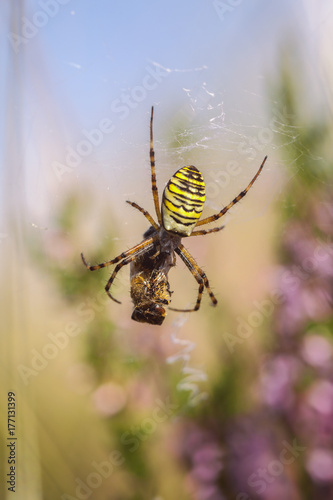 Zdjęcie XXL Osy pająka łasowania zdobycz - makro- strzał