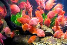 Group Of Red Parrot Cichlid