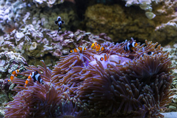 Wall Mural - Fish in sea anemone