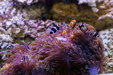 Wall Mural - Fish in sea anemone