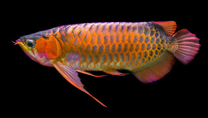 Wall Mural - Red Arowana the Asian dragon fish