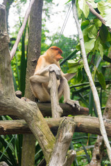 Proboscis Monkey