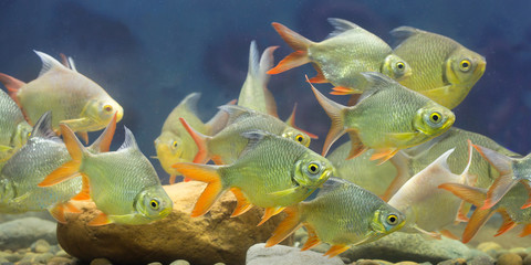 fresh water fish in aquarium