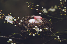 Eggs In A Nest In A Blossom Tree