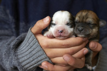 Two Lovely Newborn Dog In Hand