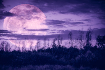 Wall Mural - colorful sky with dark cloudy and big moon over silhouette of trees in a wilderness area.