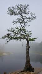 Poster - a cypress tree on a foggy morning