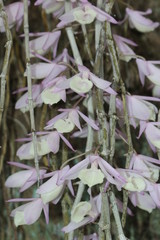 Wall Mural - a large cluster of orchids in full bloom