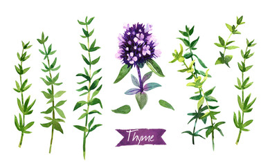 thyme twigs and flowers watercolor illustration with clipping paths