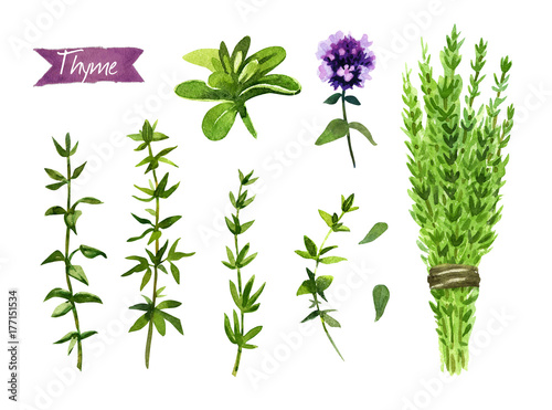 Thyme Plant Twigs Flowers And Bunch Watercolor Illustration With Clipping Paths Buy This Stock Illustration And Explore Similar Illustrations At Adobe Stock Adobe Stock
