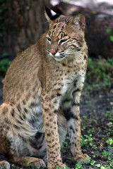 Canvas Print - a large bobcat in the wild