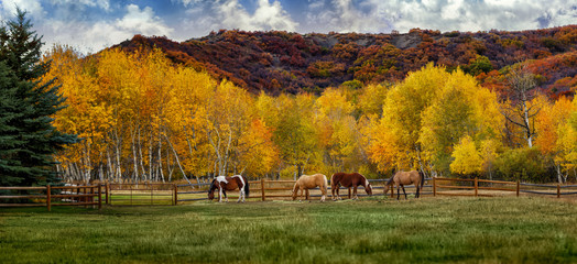 Wall Mural - Horses on a colorado farm in automn