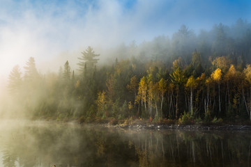 Fall tree in Temagami Ontario