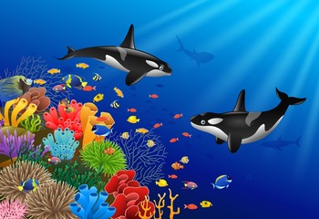 Wall Mural - Killer whales cartoon with underwater view and coral background. Vector Illustration.