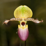 Fototapeta Storczyk - Close up orchid.