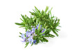 Blossoming rosemary plant branch isolated on white background