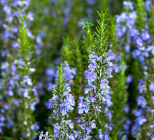 Blossoming Rosemary Plant