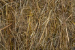 Yellow dry hay closeup