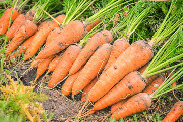 Canvas Print - Ripe carrots in garden