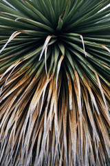 Close up of palm tree and dry leaves