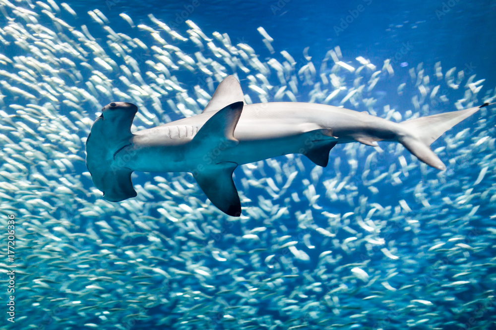 Scalloped hammerhead shark surrounded by fish - obrazy, fototapety, plakaty 