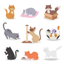 Funny Cartoon Cats Characters Different Breeds Illustration. Kitty Young Pet