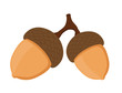 Acorn, oak nut, seed. Cartoon flat style. Vector illustration 