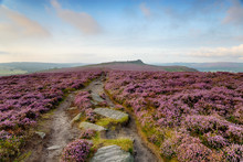 A Path Through The Heather Leading To Over Owler Tor At Winyards Nick In The Peak District National Park In Derbyshire
