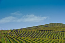 Rows And Rows Of Vines Cover Rolling Hills In Northern California