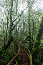 Beautiful Rain Forest At Nature Trails Ang Ka Doi Inthanon,Chiangmai In Thailand