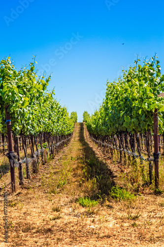 Fotografie, Obraz Rows of vines in a Northern California vineyard in Napa Valley.