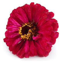 Purple Gerbera Flower Isolated On White Background