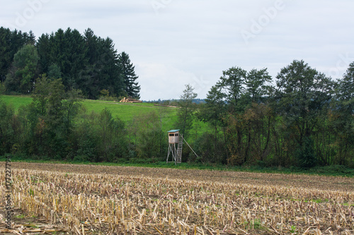 Zdjęcie XXL Obiekt łowiecki na ściernisku kukurydzy
