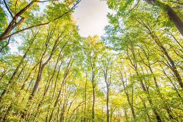 Wall Mural - Feel nature autumn forest