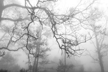 Silhouette Branches Of Trees In The Cold And Foggy Rain Forest, Gray Sky Background, Black And White Tone With Despair Or Hopeless Concept.