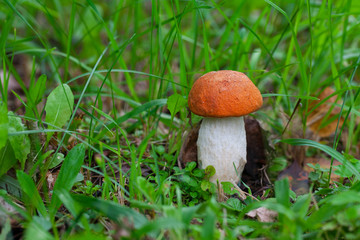 Poster - red cap boletus mushroom growing