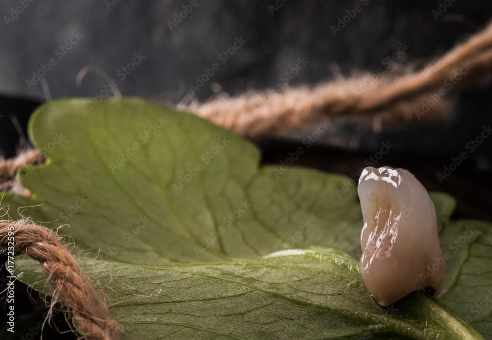 tooth in nature Stock Photo | Adobe Stock