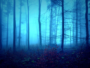 Wall Mural - Dark creepy blue saturated foggy forest trees landscape. Color filter effect used.