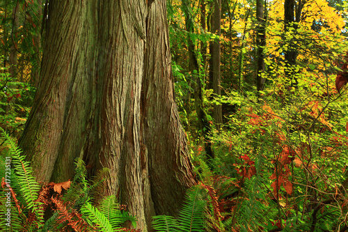 a-picture-of-an-pacific-northwest-forest-with-a-old-growth-yellow-cedar-tree