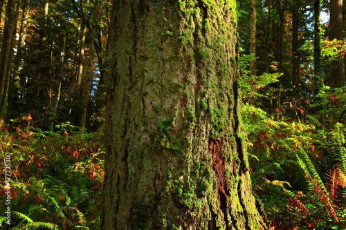 a-picture-of-an-pacific-northwest-forest-and-silver-fir-tree