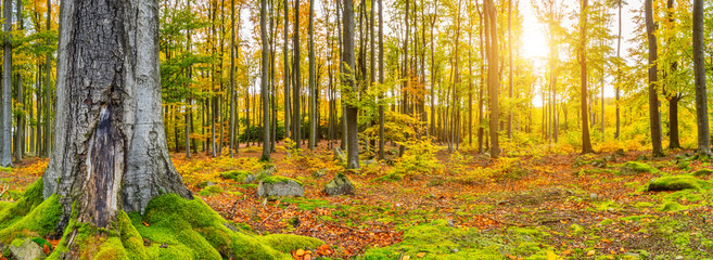  Beautiful autumn colored beech trees landscape