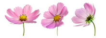 Set Of Three Pink Cosmos Bipinnatus Flowers With Different Perspective Isolated On White Background. Ornamental Garden Plant Cosmos Bipinnatus Close-up Macro.