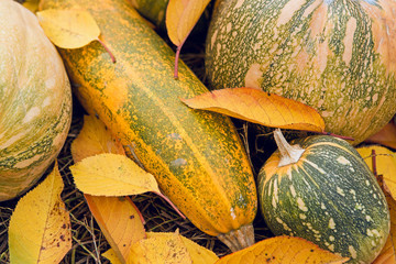 pumpkin crop, autumn leaves, harvest