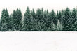 Spruce tree forest covered by fresh snow during Winter Christmas time. This winter scene is almost duotone due to the contrast between the frosty spruce trees, white snow foreground and white sky.