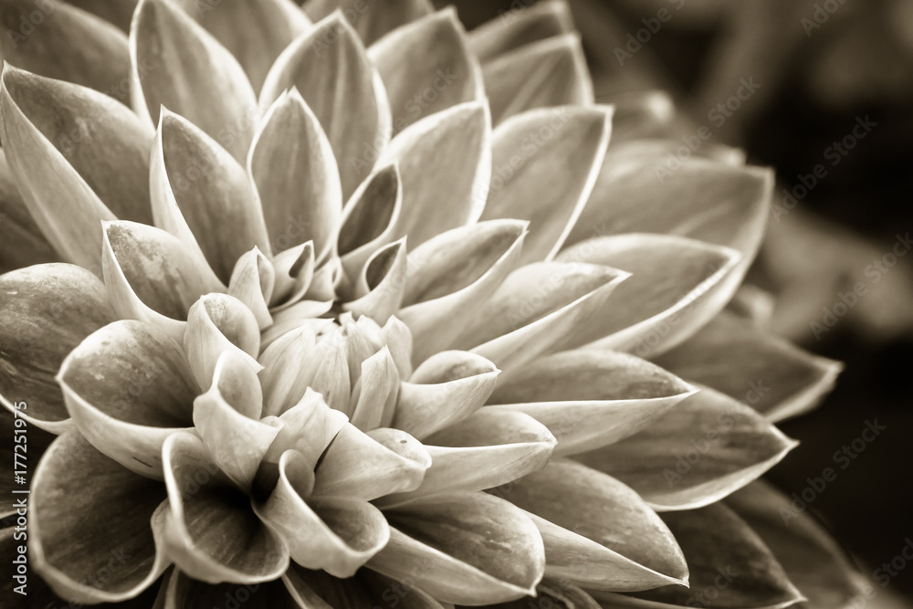 Details of dahlia fresh flower macro photography. Sepia photo emphasizing texture and intricate floral patterns. - obrazy, fototapety, plakaty 