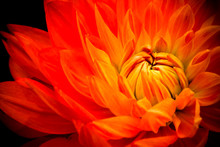 Orange, Yellow And Red Flame Dahlia Fresh Flower Macro Photo. Picture In Color Emphasizing The Bright Reddish Colors With Dark Background.
