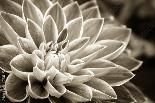 Fotomural Details of dahlia fresh flower macro photography
