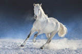Fototapeta Konie - White horse run in snow field against dark background